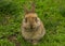 Grey small rabbit closeup sitting in the grass.