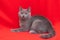 Grey smoky fluffy cat breed British looks at the camera on a red background.. The concept of Studio photography for articles and