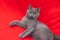 Grey smoky fluffy cat breed British looks at the camera on a red background.. The concept of Studio photography for articles and