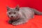 Grey smoky fluffy cat breed British looks at the camera on a red background.. The concept of Studio photography for articles and