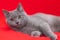 Grey smoky fluffy cat breed British looks at the camera on a red background.. The concept of Studio photography for articles and