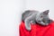 Grey smoky fluffy cat breed British looks at the camera on a red background.. The concept of Studio photography for articles and