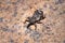 Grey snout beetle curculionidae, Kruger National Park