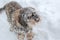 A grey and snowy dachshund playing