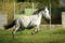 Grey Spanish horse galloping in a meadow full of daisies