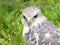 Grey sparrowhawk