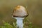 The Grey Spotted Amanita mushroom