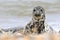 Grey spotty common seal on the beach