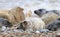 Grey spotty common seal pup on the beach mouth open showing teeth