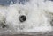 Grey spotty common seal surfing in the sea