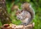 Grey Squirrel