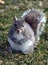 Grey squirrel