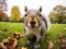 Grey Squirrel