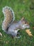 Grey Squirrel