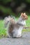 Grey Squirrel