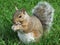 Grey Squirrel