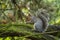 Grey Squirrel