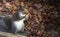 Grey squirrel among autumnal leaves.