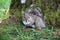 Grey Squirrel in BC