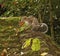 Grey squirrel with berries in mouth