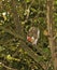 Grey squirrel with berries in mouth