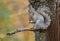 Grey Squirrel, Central Park, New York