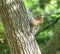 Grey squirrel clinging to tree