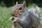 Grey squirrel close up on grass with bushy tail