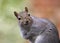 Grey Squirrel Closeup