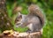 Grey Squirrel eating