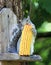 Grey Squirrel Eating Corn on the Cob