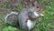 Grey squirrel eating food from its paws.