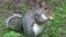 Grey squirrel eating food from its paws in a wood, in England.