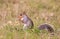 Grey squirrel eating a nut with bushy tail