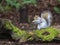 Grey Squirrel Eating Peanut on Moss Covered Log