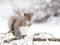 Grey Squirrel Eating Peanut on Snowy branch 2