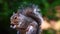 Grey squirrel eating peanuts