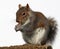 Grey Squirrel eating peanuts