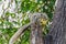 Grey Squirrel eating piece of fruit on the tree