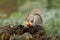 Grey squirrel eating a red apple with bushy tail