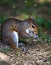 Grey squirrel eating seeds