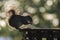 grey squirrel eating trash food standing on the trash bin