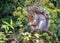 Grey Squirrel in an Elder tree eating an acorn.