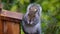 Grey squirrel feeding on peanuts from box in garden.