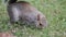 Grey squirrel feeding in urban house garden. UK.