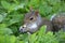 Grey squirrel,  food in front paws, green leaves