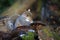 Grey squirrel foraging for food in the woods