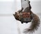 Grey squirrel hanging on a bird feeder.