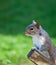 Grey Squirrel head shot