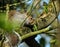 Grey Squirrel hiding in tree.